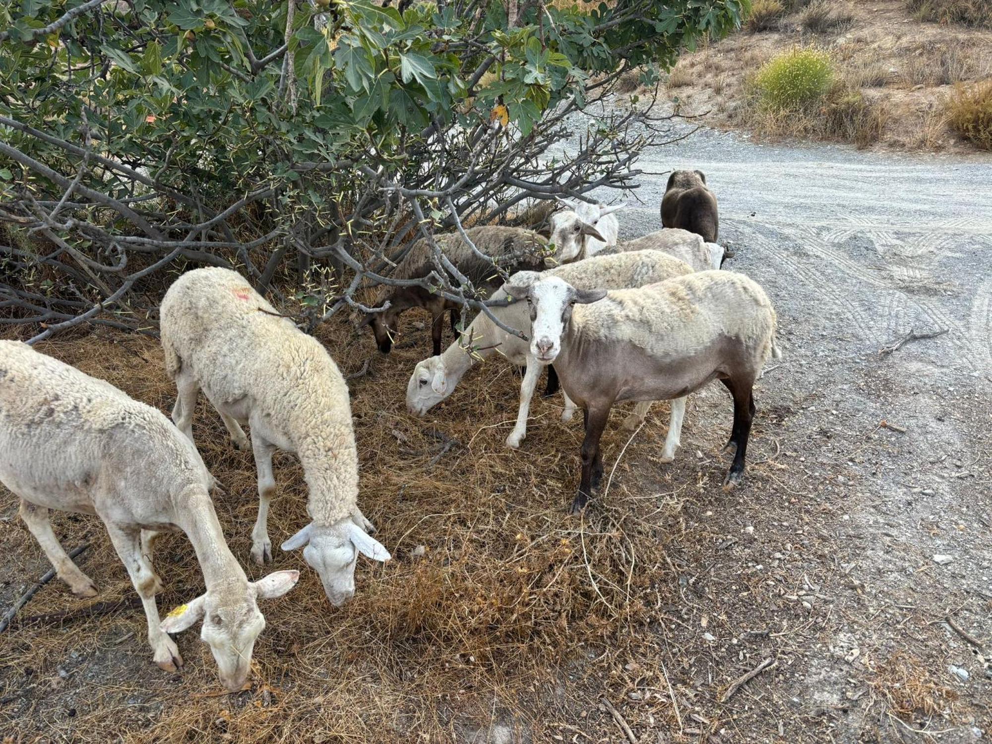 فيلا Cortijo La Vista أورخيفا المظهر الخارجي الصورة